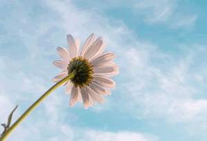 黑料深度揭秘：heiliao风波背后，网红在粉丝见面会的角色疯狂令人意外